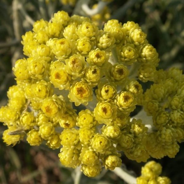 Helichrysum Essential Oil Slovenia 2